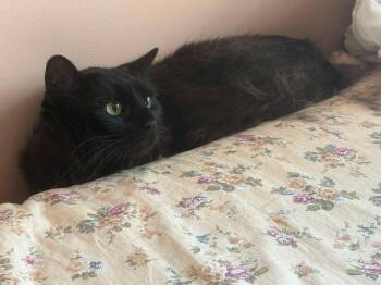 Kerfluffle -  Domestic Long Hair Cat for Adoption in Montreal, Quebec - Kerfluffle | PetCurious