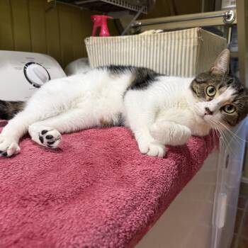 Corkie -  Domestic Short Hair Cat for Adoption in Ashland, Ohio - Corkie | PetCurious