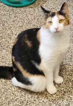 Cali -  Domestic Short Hair Cat for Adoption in Fremont, Ohio - Cali | PetCurious