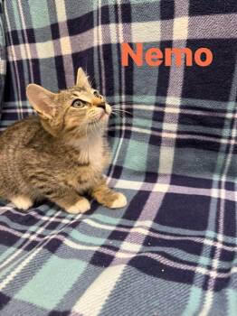 Nemo -  Domestic Short Hair Cat for Adoption in Rensselaer, Indiana - Nemo | PetCurious