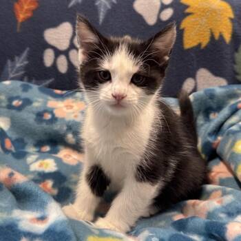 Domestic Short Hair Cats Available for Adoption in Eureka Springs, Arkansas - Post Malone | PetCurious