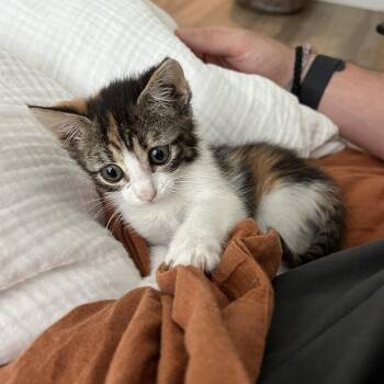 John Cena 13 -  Domestic Short Hair Cat for Adoption in Austin, Texas - John Cena 13 | PetCurious