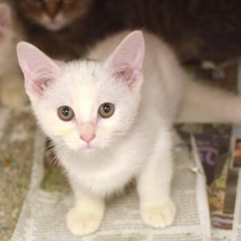 Asmodeus -  Domestic Medium Hair Cat for Adoption in Belleville, Illinois - Asmodeus | PetCurious