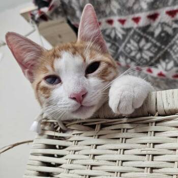 Domestic Short Hair Cats Available for Adoption - Buddy | PetCurious
