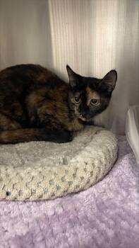 Maisey -  Domestic Short Hair Cat for Adoption in Allen, Texas - Maisey | PetCurious