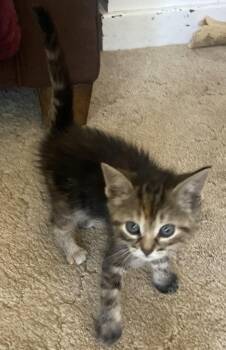 Dotty -  Domestic Short Hair Cat for Adoption in Avon, New York - Dotty | PetCurious