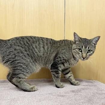 Ellie-Mae -  Domestic Medium Hair Cat for Adoption in Brentwood, Missouri - Ellie-Mae | PetCurious