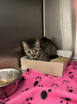KT -  Domestic Short Hair Cat for Adoption in Indianapolis, Indiana - KT | PetCurious