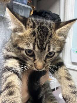 Johnny B Goode -  Domestic Short Hair Cat for Adoption in Pomona, New York - Johnny B Goode | PetCurious
