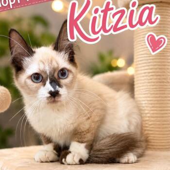 Kitzia -  Siamese and Domestic Short Hair Cat for Adoption in Antioch, California - Kitzia | PetCurious