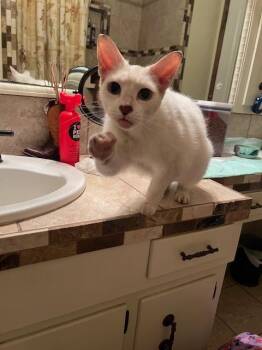 Domestic Short Hair Cats Available for Adoption in San Antonio, Texas - Tito CL | PetCurious