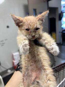 ADIDAS -  Domestic Short Hair Cat for Adoption in Ontario, California - ADIDAS | PetCurious