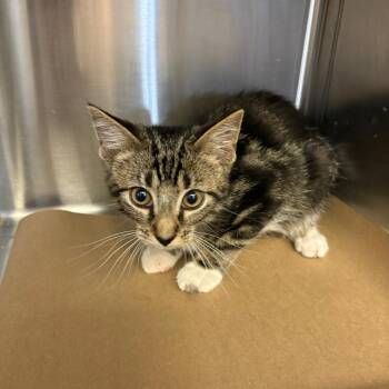 Xavier -  Domestic Short Hair Cat for Adoption in Lake Panasoffkee, Florida - Xavier | PetCurious