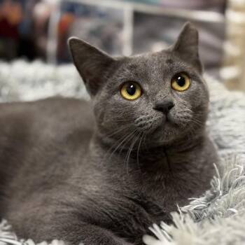 Domestic Short Hair Cats Available for Adoption in Roanoke, Virginia - Tadpole | PetCurious