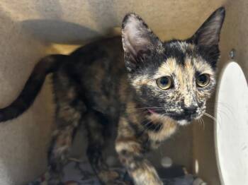 Big Red -  Dilute Tortoiseshell Cat for Adoption in Powell, Ohio - Big Red | PetCurious