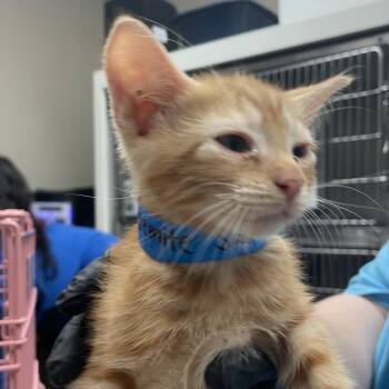 Yosemite Sam -  Domestic Short Hair Cat for Adoption in Goleta, California - Yosemite Sam | PetCurious