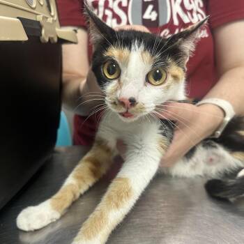 Whalien 52 -  Domestic Short Hair Cat for Adoption in Charleston, West Virginia - Whalien 52 | PetCurious