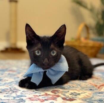 Chicken Dinner -  Bombay and Domestic Short Hair Cat for Adoption in Friendswood, Texas - Chicken Dinner | PetCurious