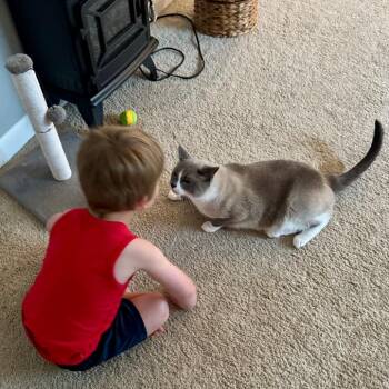 Oliver Twist -  Siamese and Domestic Short Hair Cat for Adoption in Saint Paul, Minnesota - Oliver Twist | PetCurious