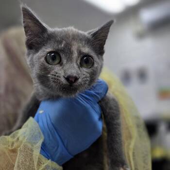 Auburn -  Domestic Short Hair Cat for Adoption in Incline Village, Nevada - Auburn | PetCurious