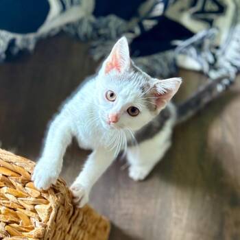 Acorn -  Domestic Medium Hair Cat for Adoption in Brownsboro, Alabama - Acorn | PetCurious