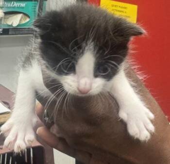 Domestic Short Hair Cats Available for Adoption in West Chester, Pennsylvania - Malcolm | PetCurious