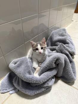 Cloud -  Domestic Short Hair Cat for Adoption in Wheaton, Illinois - Cloud | PetCurious