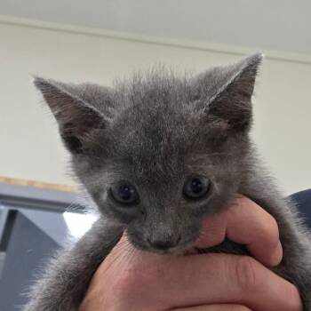 SHADY -  Russian Blue Cat for Adoption in West Palm Beach, Florida - SHADY | PetCurious