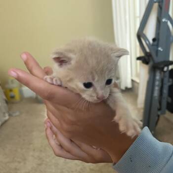 Jelly Bean 2226 -  Domestic Short Hair Cat Available for Adoption in Hamilton, Georgia - Jelly Bean 2226 | PetCurious