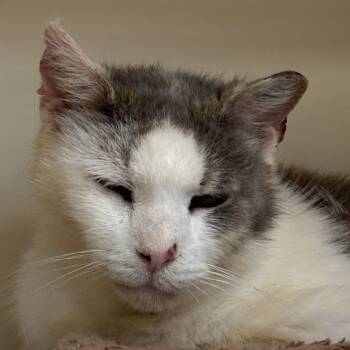 Rescue Domestic Short Hair Cats for Adoption in Kennett Square, Pennsylvania - Frankie | PetCurious