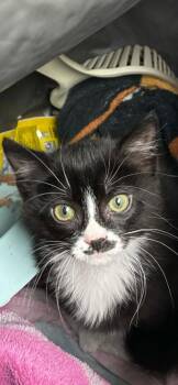 Domestic Short Hair Cats Available for Adoption - Grubhub | PetCurious