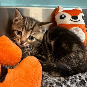 Domestic Short Hair Cats Available for Adoption in Mount Vernon, Indiana - Lola | PetCurious