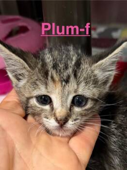 Plum 26 -  Tortoiseshell and Tabby Cat for Adoption in Brookhaven, Mississippi - Plum 26 | PetCurious