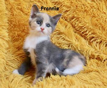 Calico Cats Available for Adoption in St. Augustine, Florida - Frannie | PetCurious