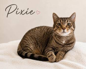 Pixie -  Domestic Short Hair Cat for Adoption in Vinton, Iowa - Pixie | PetCurious