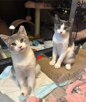 Rescue Domestic Short Hair Cats for Adoption in Washington, Pennsylvania - Sparkles And Stormy | PetCurious