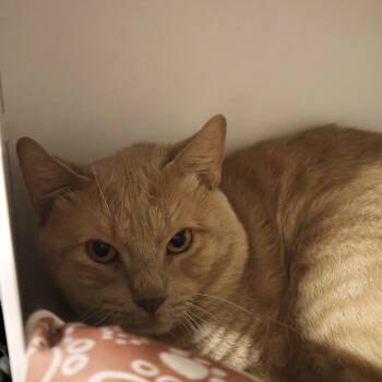 Rescue Domestic Short Hair Cats for Adoption in Briarcliff Manor, New York - Harry | PetCurious