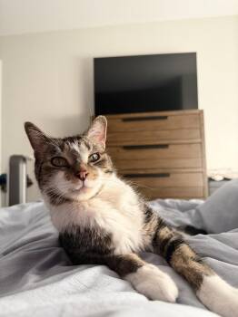 King -  Domestic Short Hair Cat for Adoption in New York, New York - King | PetCurious