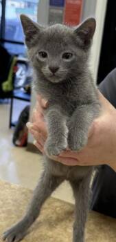 CHACHA -  Domestic Short Hair Cat for Adoption in Killeen, Texas - CHACHA | PetCurious