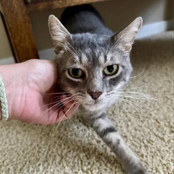 Mr. Squeaks -  Domestic Short Hair Cat for Adoption in Bentonville, Arkansas - Mr. Squeaks | PetCurious
