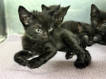 GREEN -  Domestic Short Hair Cat for Adoption in Grand Prairie, Texas - GREEN | PetCurious