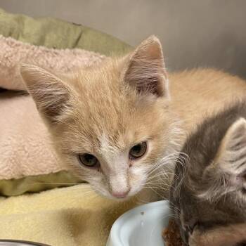 Frog -  Domestic Medium Hair Cat for Adoption in Cheyenne, Wyoming - Frog | PetCurious