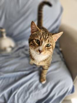 Domestic Short Hair Cats Available for Adoption in Florham Park, New Jersey - Gustavo | PetCurious
