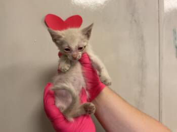 PIGGY -  Domestic Short Hair Cat for Adoption in Ontario, California - PIGGY | PetCurious