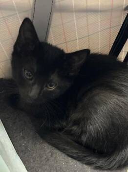 Pepper Jack -  Domestic Short Hair Cat for Adoption in Fort Worth, Texas - Pepper Jack | PetCurious