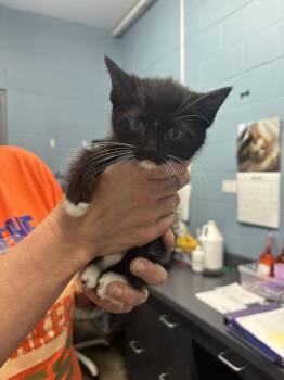 Renesme -  Domestic Short Hair Cat for Adoption in Evansville, Indiana - Renesme | PetCurious