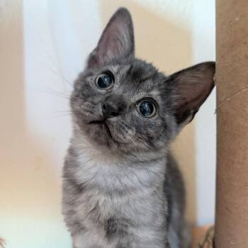 Rosemary -  Domestic Medium Hair Cat Available for Adoption in Kailua-kona, Hawaii - Rosemary | PetCurious