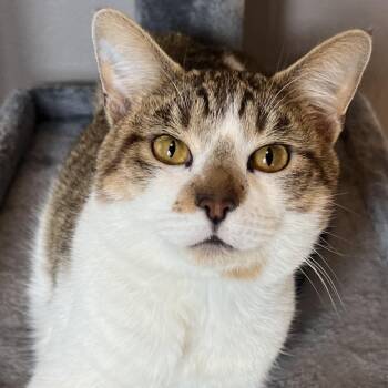 Rescue Domestic Short Hair Cats for Adoption in Tulsa, Oklahoma - Maple | PetCurious