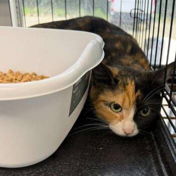 Domestic Short Hair Cats Available for Adoption in Gadsden, Alabama - Ophelia | PetCurious