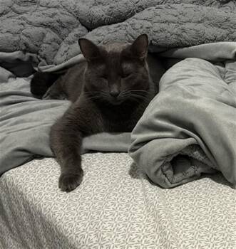 CHLOE -  Domestic Short Hair Cat for Adoption in Dallas, Texas - CHLOE | PetCurious